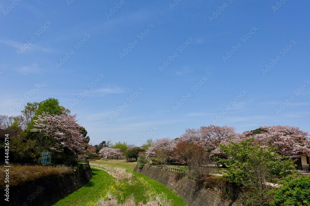 昭和記念公園の春