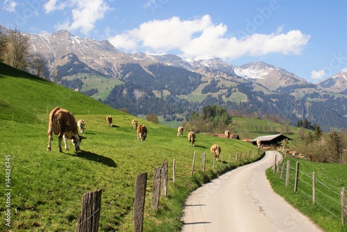 Cows in Switzerland