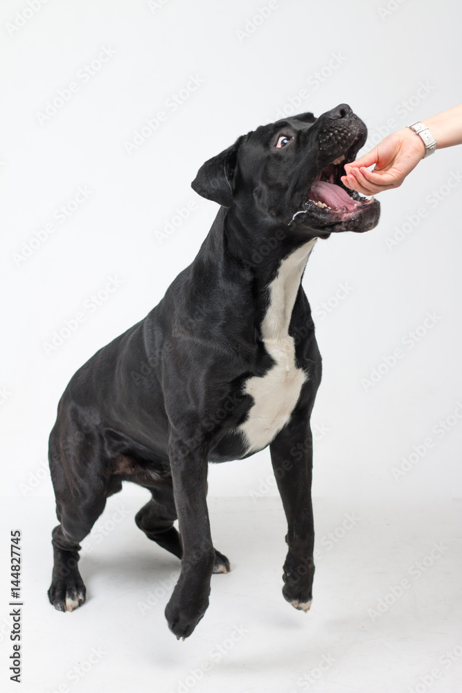 Funny black labrador on a white background. Happy dog Funny black labrador on a white background. Happy dog
