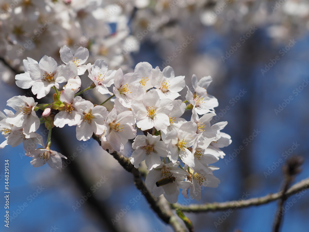桜 桜