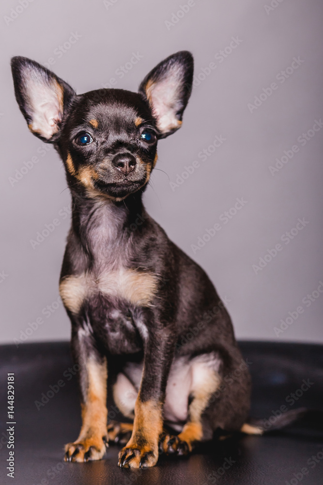 little chihuahua puppy on the background little chihuahua puppy on the background