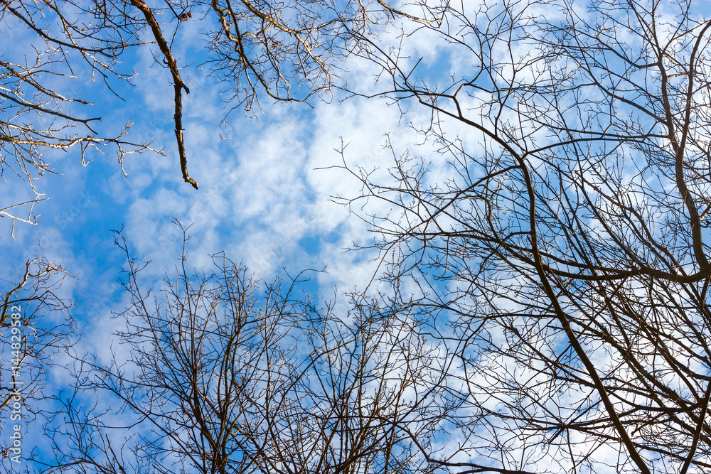 Obraz premium Looking up through the branches of trees on a blue sky with white clouds
