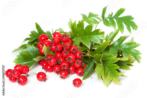 Fotografi Juicy ripe hawthorn berries close-up