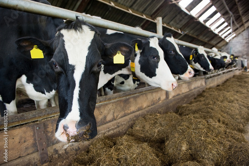 Cows in barn