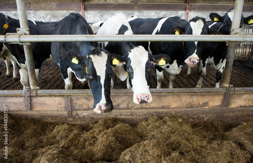 Cows in barn