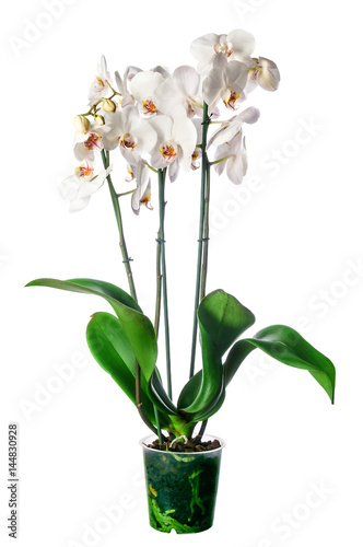 White orchid in pot