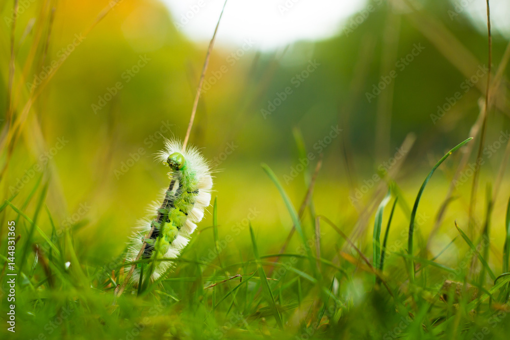 Fototapeta premium Pale Tussock moth caterpillar