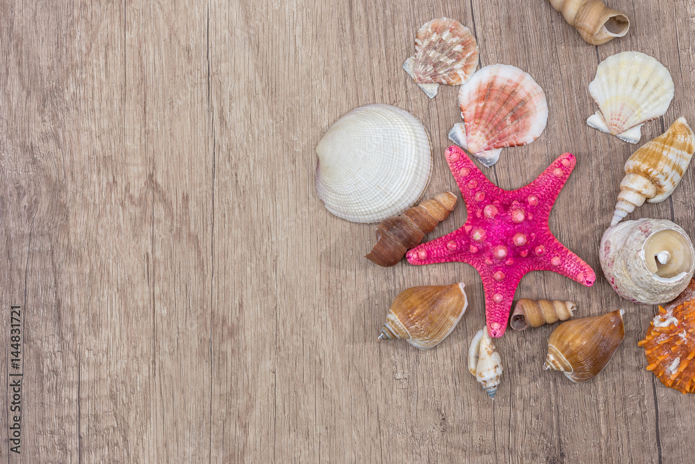 Sea shells on wooden background. top view, close up.