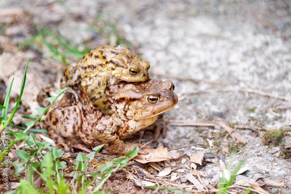 Fototapeta premium Mating frogs in the lake. Pair of brown common toads.