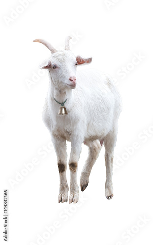 White goat with bell. Isolated.