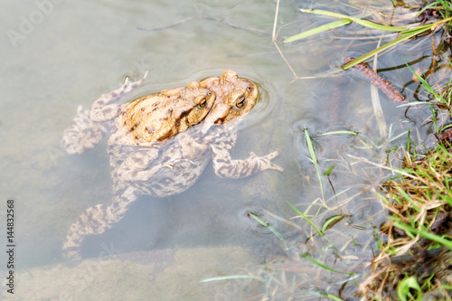 Mating frogs in the lake. Pair of brown common toads. photo