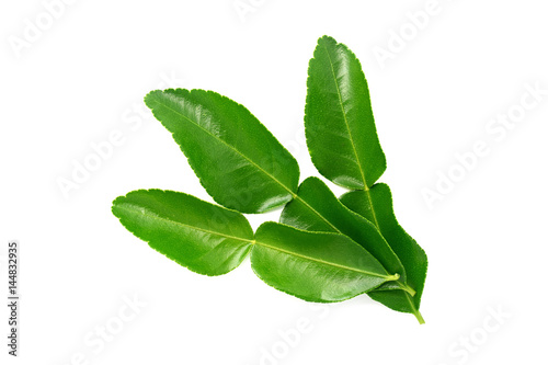 kaffir lime leaves isolated on white background photo