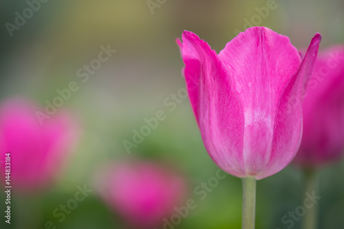 Pink Tulip Among Others