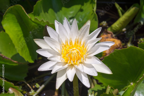 Beautiful white lotus in garden