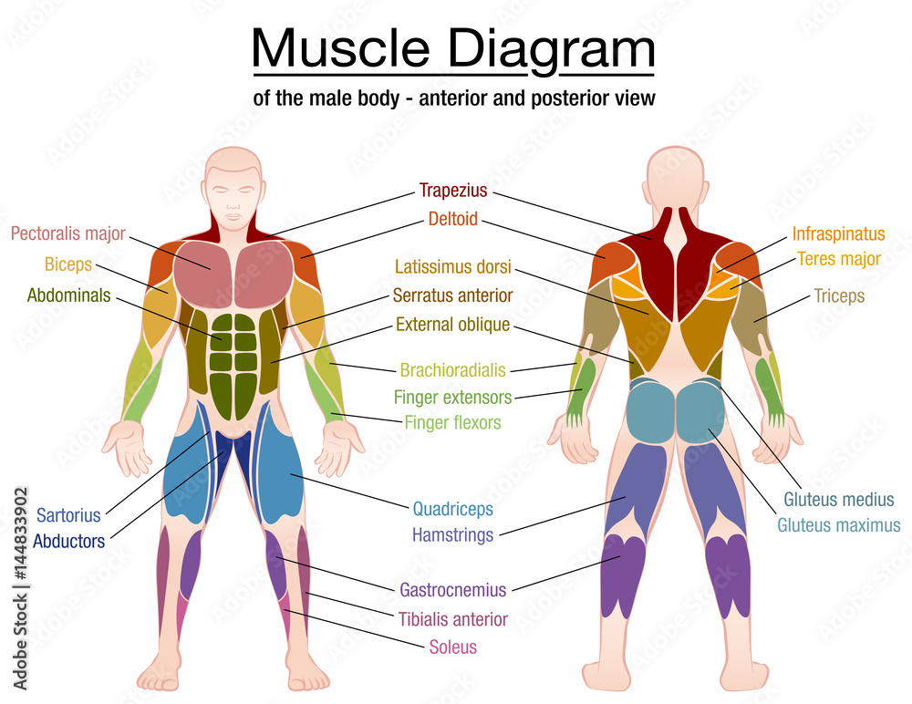 posterior vs anterior