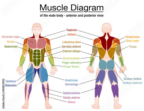 Muscle diagram - most important muscles of an athletic male body - anterior and posterior view - labeled isolated vector illustration on white background.