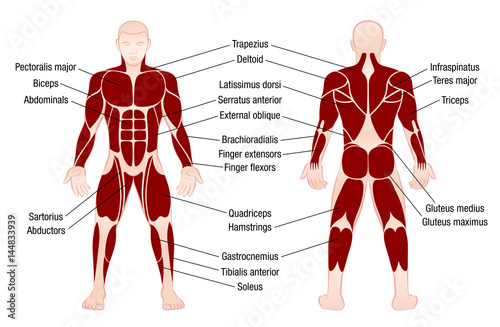 Muscle chart with accurate description of the most important muscles of the human body - front and back view - isolated vector illustration on white background.