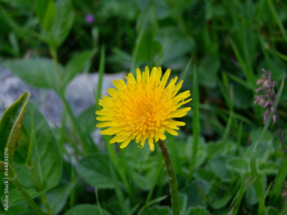 fiore fiore