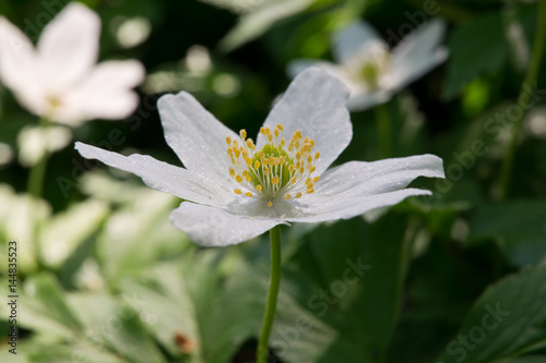 Closeup of wood anemone flower (anemone nemorosa) in spring forest, Finland.