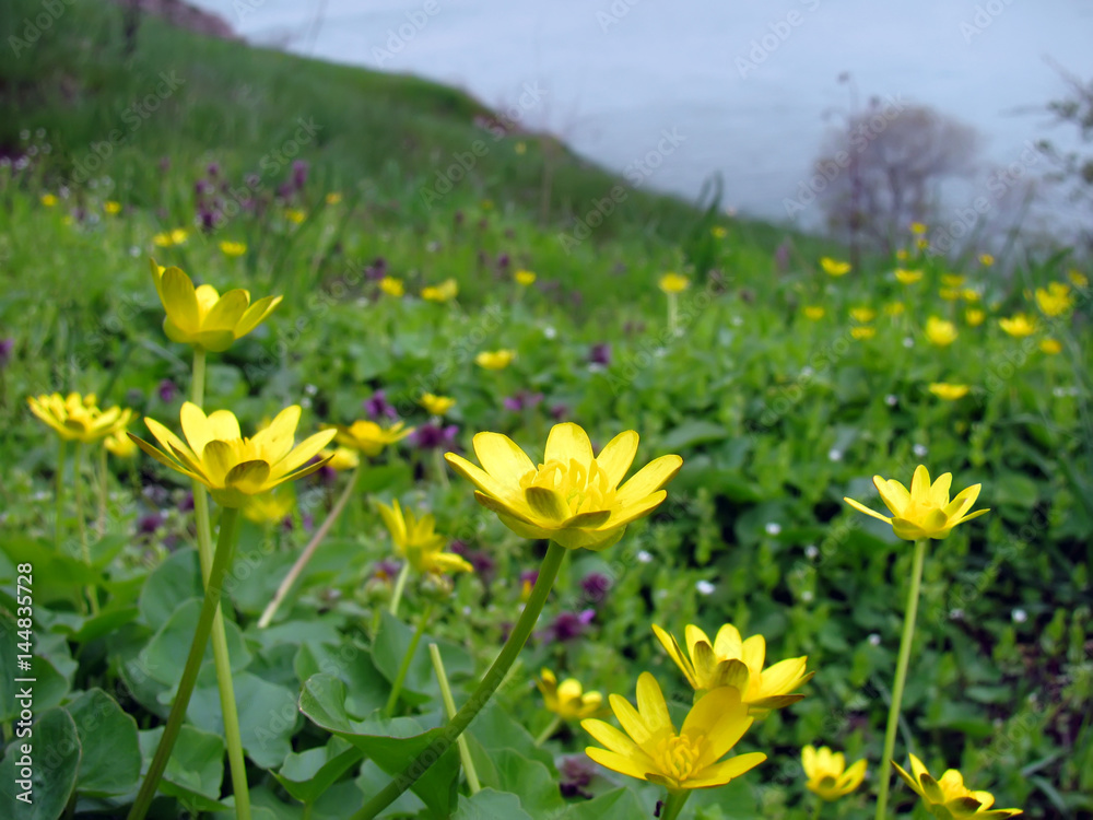 Spring meadow of yellow wildflowers (Ficaria verna)