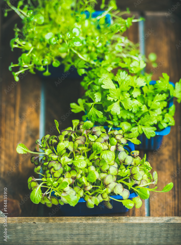 Radish kress, water kress and coriander sprouts in blue plastic pots on wooden tray background, top view, selective focus Radish kress, water kress and coriander sprouts in blue plastic pots on wooden tray background, top view, selective focus