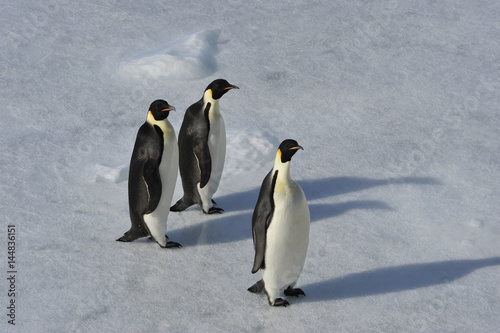 Emperor Penguin on the snow