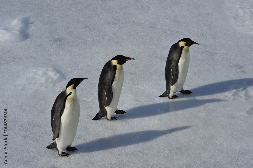 Fototapeta premium Emperor Penguin on the snow