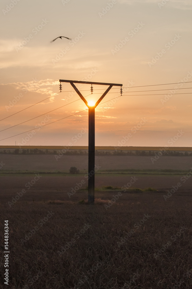 Obraz premium Field of ripe cereals and power lines at dusk 2