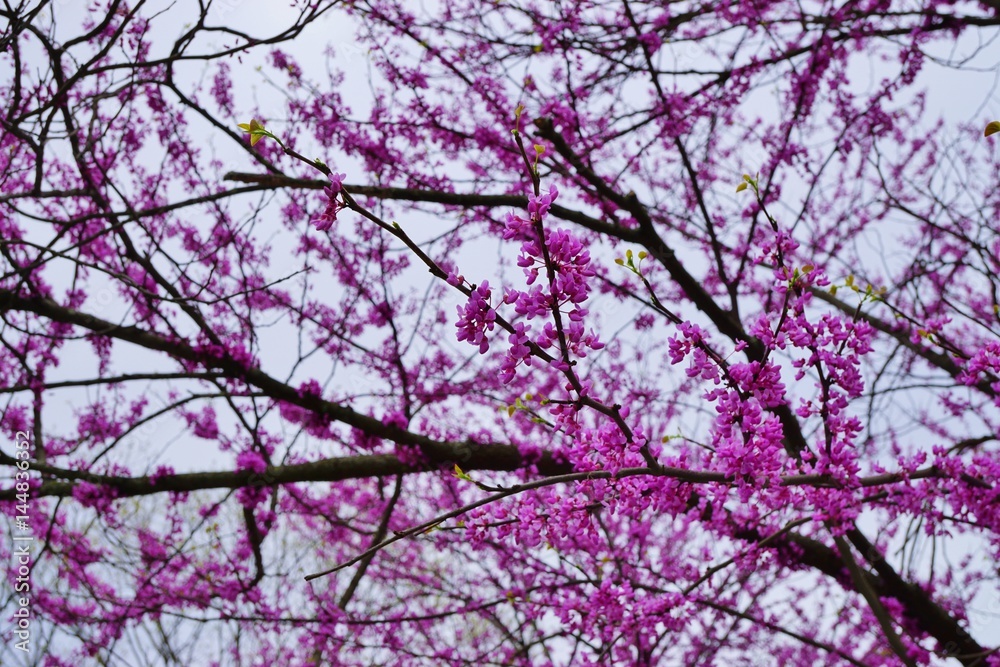 A redbud, or cercis, tree with pink flowers A redbud, or cercis, tree with pink flowers