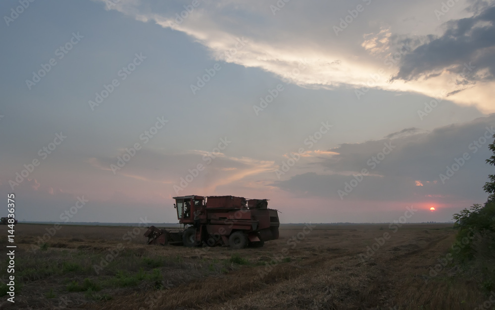 Harvesting grain on the field at sunset