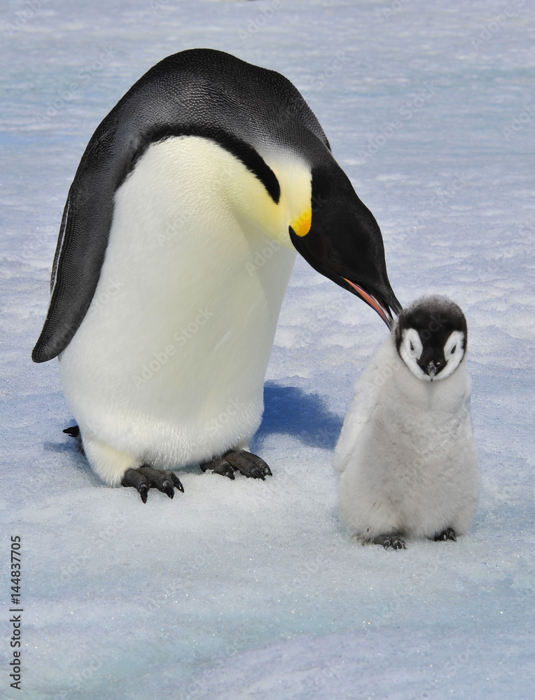 Fototapeta premium Emperor Penguin with chick