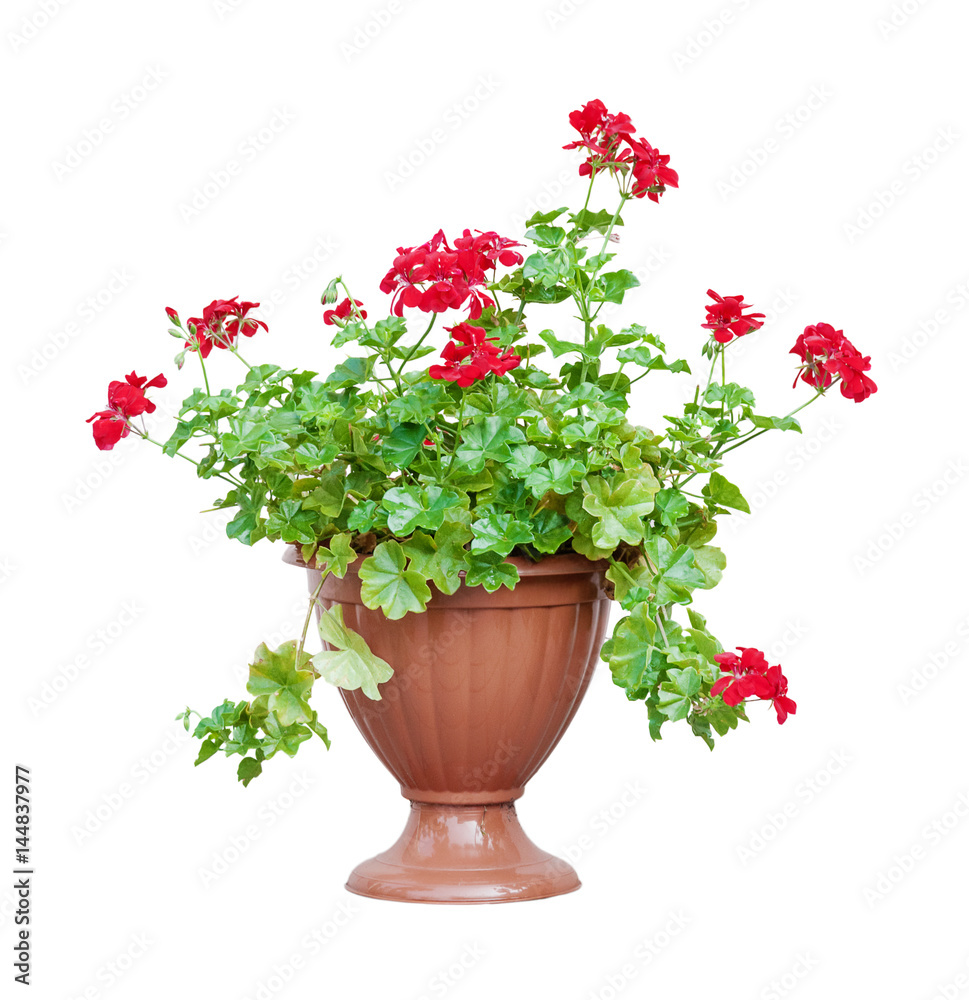 Red geranium on white background