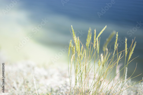 Seascape with ryegrass   selective focus and diffused background