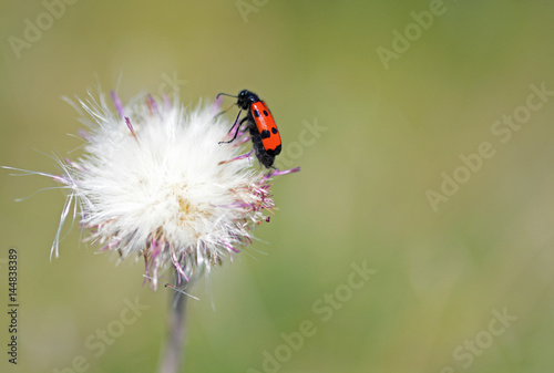 Red beetle sitting on dandelion, selective focus and diffused background