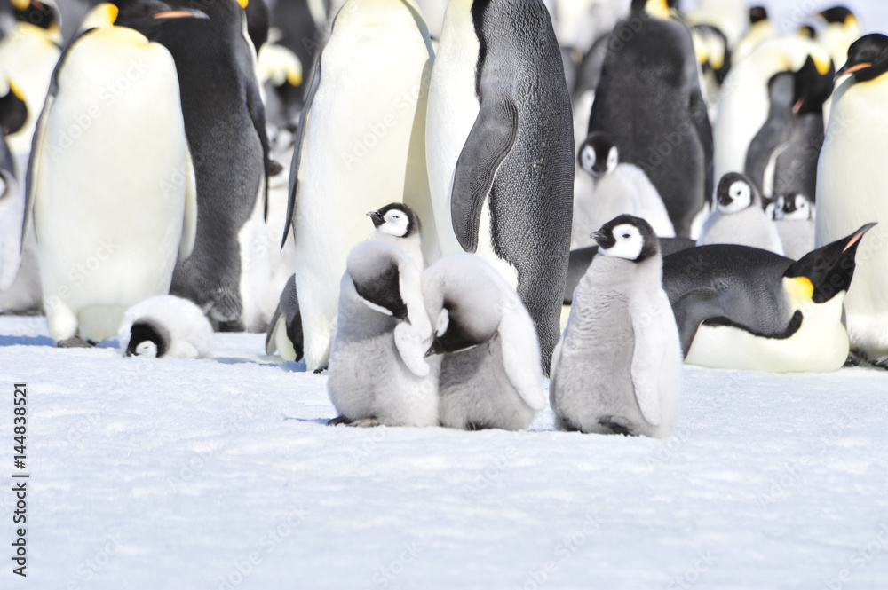 Obraz premium Emperor Penguins with chicks