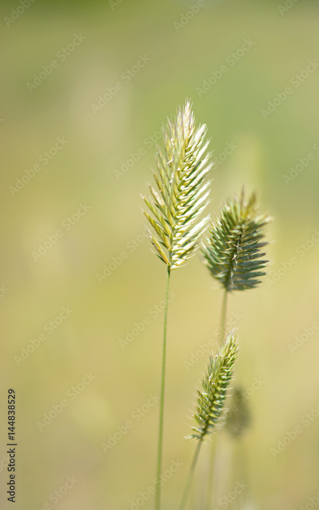 Ryegrass, selective focus and diffused background