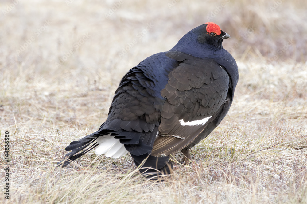 black grouse black grouse