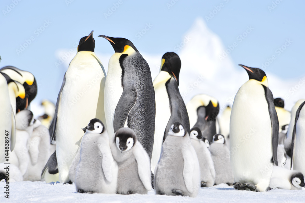 Fototapeta premium Emperor Penguins with chicks