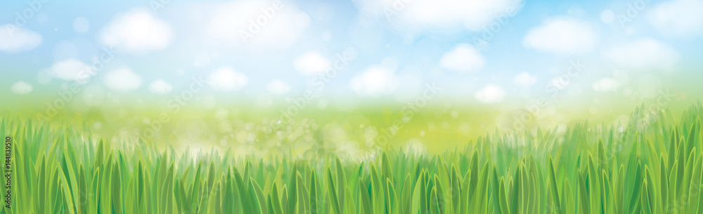 Vector green grass  and blue sky  nature background.