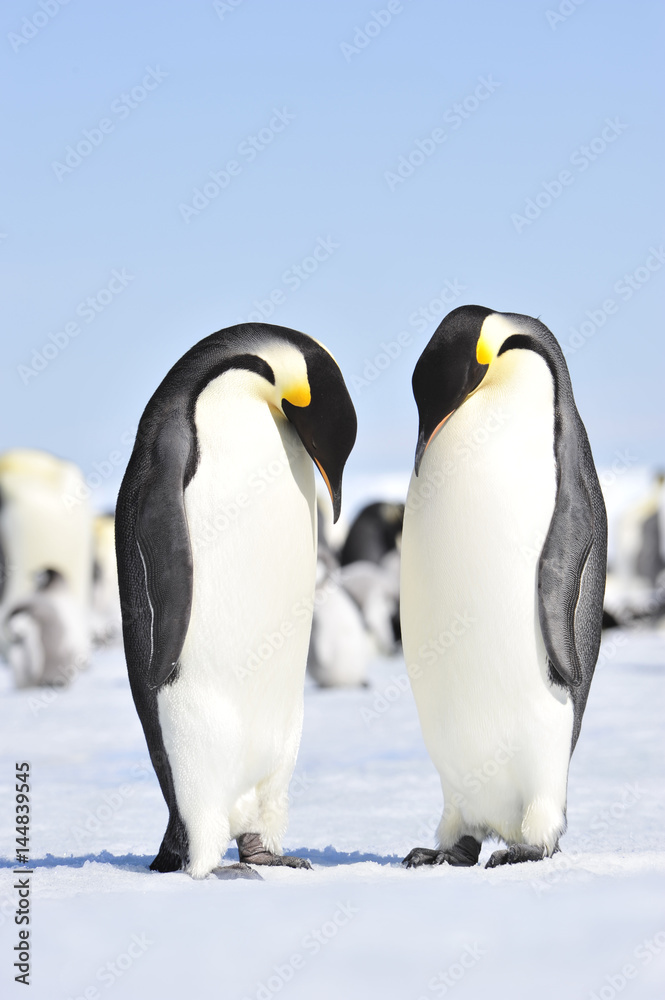 Obraz premium Emperor Penguins with chicks