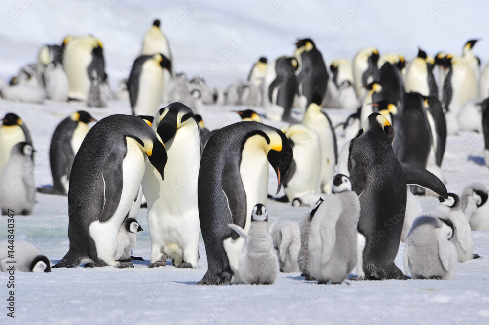 Obraz premium Emperor Penguins with chick