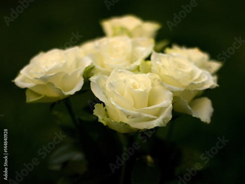 Beautiful white roses on a green background