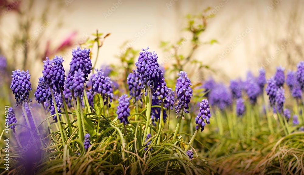 Obraz premium Blue Muscari blooming in the garden