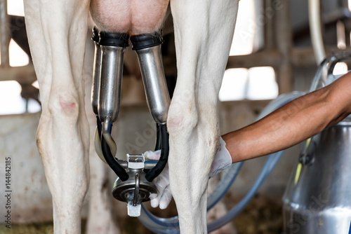 Obraz na płótnie Cow milking facility and mechanized milking equipment.