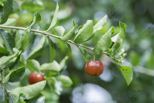 Konstfotografi Wild cherry on a background blur