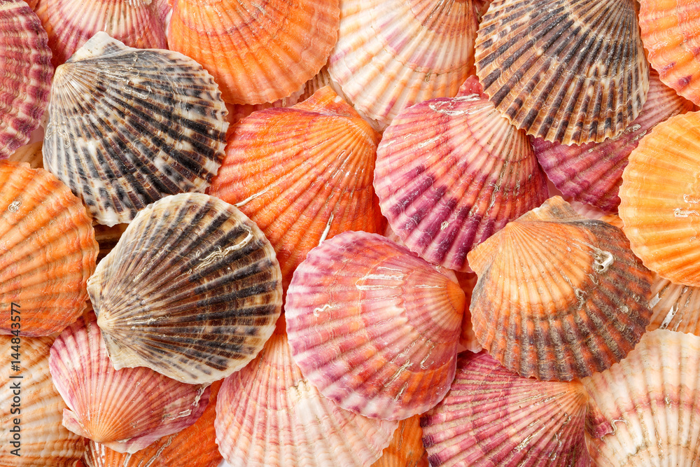 Bright summer background texture of scallop seashells