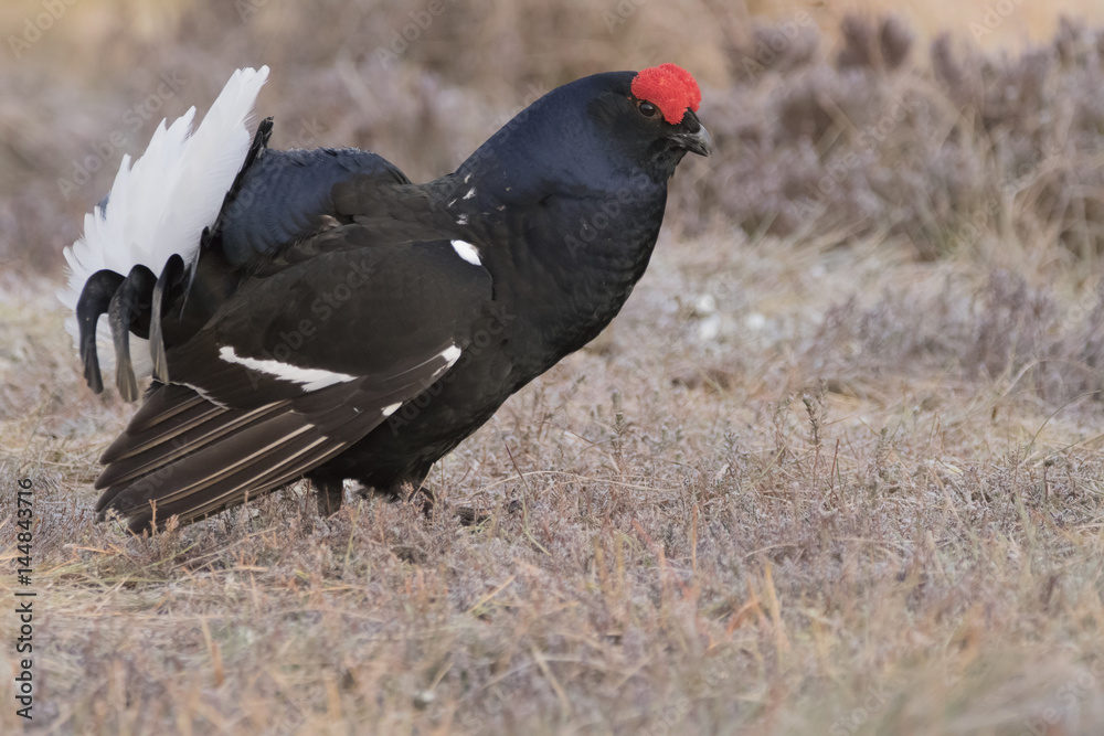 black grouse black grouse