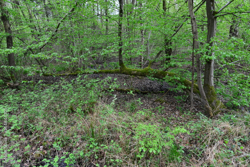 Fototapeta premium Naturpark in Deutschland