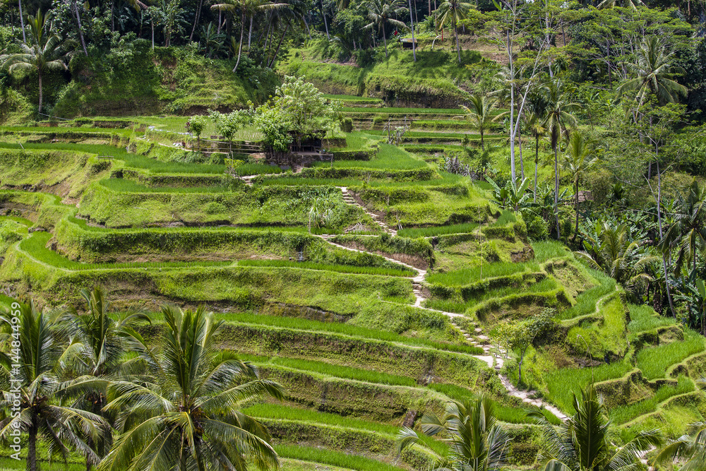 Terrace rice fields, Bali, Indonesia