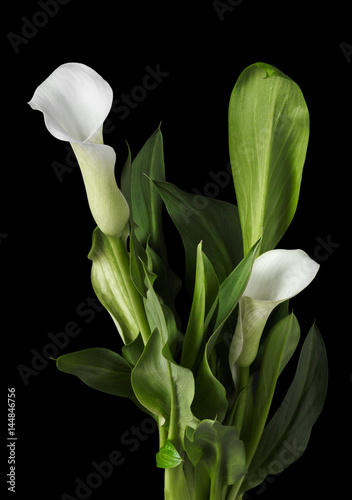 Beautiful white calla lilies with green leaves over black background photo